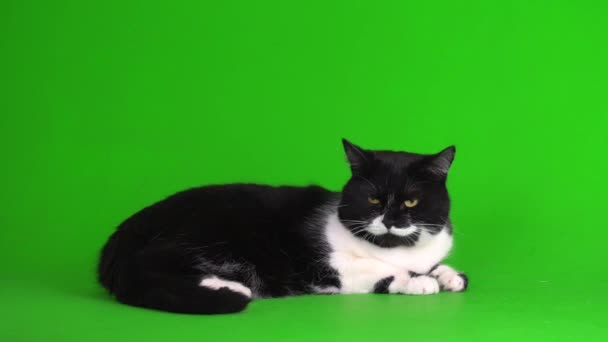 Stor Svart Och Vit Katt Kattunge Grön Bakgrund Videoskärm — Stockvideo