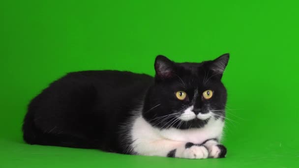Gran Gatito Gato Blanco Negro Sobre Fondo Verde Pantalla Vídeo — Vídeo de stock