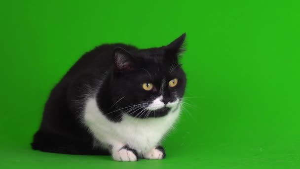 Gran Gatito Gato Blanco Negro Sobre Fondo Verde Pantalla Vídeo — Vídeos de Stock