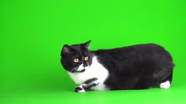 Μεγάλο Μαύρο Και Άσπρο Γατάκι Γάτα Ένα Πράσινο Φόντο Οθόνη — Αρχείο Βίντεο