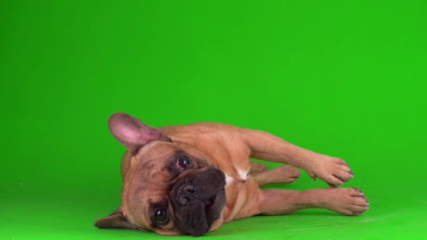 Kutya francia bulldog kiskutya egy zöld háttér képernyőn 4K videó chromakey.