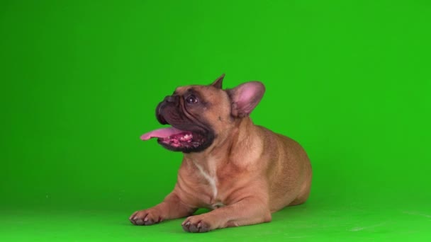 Hund Fransk Bulldog Hvalp Grøn Baggrundsskærm Video Chromakey – Stock-video