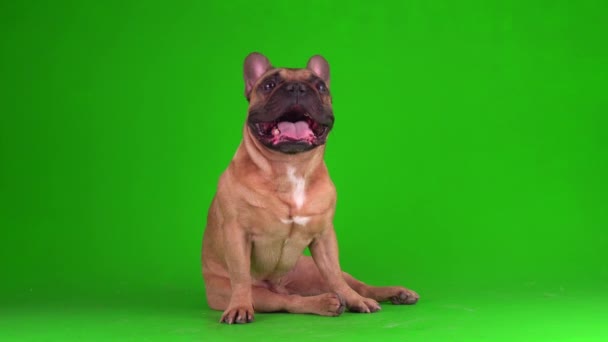 Perro Bulldog Francés Cachorro Una Pantalla Fondo Verde Video Chromakey — Vídeos de Stock