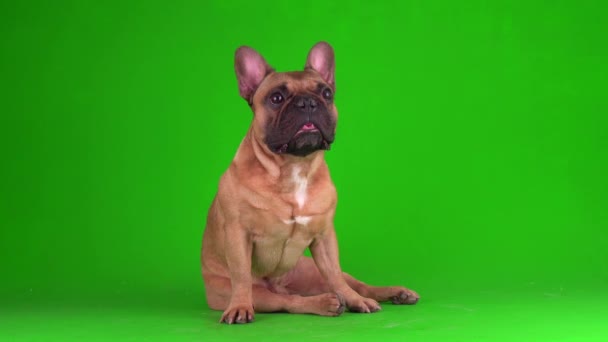 Dog Fransk Bulldog Valp Grön Bakgrundsskärm Video Chromakey — Stockvideo