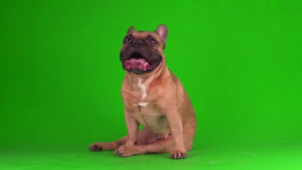 Perro Bulldog Francés Cachorro Una Pantalla Fondo Verde Video Chromakey — Vídeos de Stock