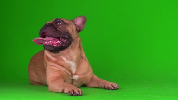 Σκύλος Γαλλικό Μπουλντόγκ Κουτάβι Μια Πράσινη Οθόνη Βίντεο Chromakey Φόντο — Αρχείο Βίντεο