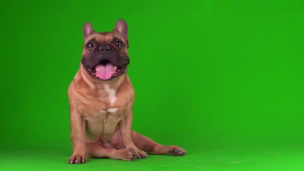 Dog Franse Bulldog Puppy Een Groene Achtergrond Scherm Video Chromakey — Stockvideo