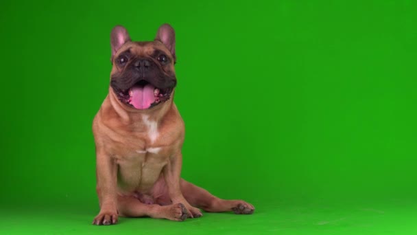 Σκύλος Γαλλικό Μπουλντόγκ Κουτάβι Μια Πράσινη Οθόνη Βίντεο Chromakey Φόντο — Αρχείο Βίντεο