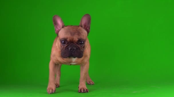 Pies Francuski Buldog Szczeniak Zielonym Tle Ekran Wideo Chromakey — Wideo stockowe