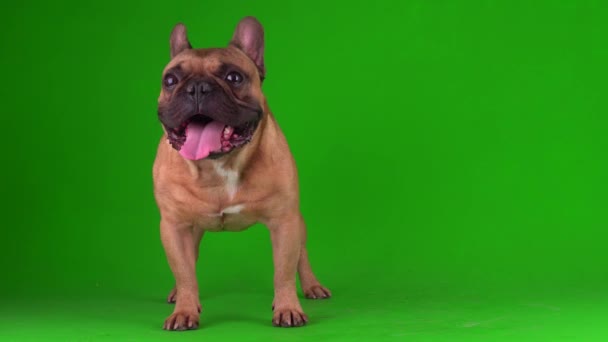 Perro Bulldog Francés Cachorro Una Pantalla Fondo Verde Video Chromakey — Vídeo de stock