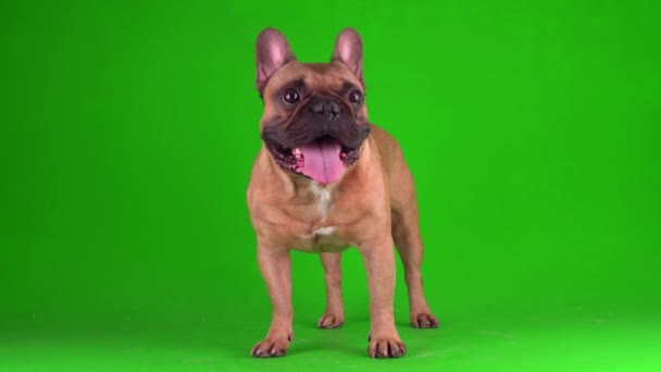 Pies Francuski Buldog Szczeniak Zielonym Tle Ekran Wideo Chromakey — Wideo stockowe