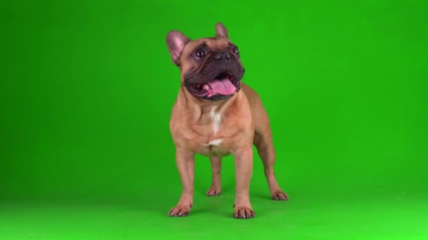 Perro Bulldog Francés Cachorro Una Pantalla Fondo Verde Video Chromakey — Vídeo de stock