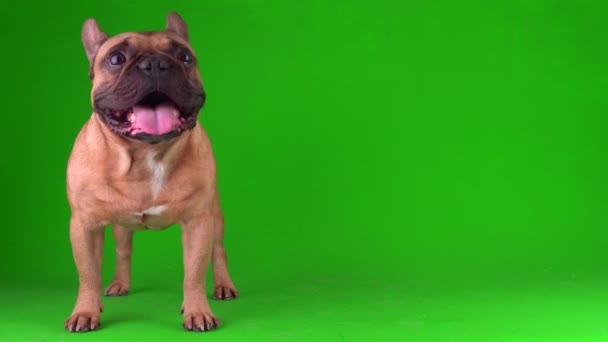 Pies Francuski Buldog Szczeniak Zielonym Tle Ekran Wideo Chromakey — Wideo stockowe