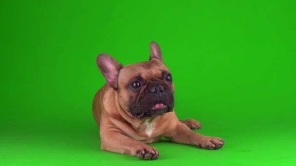 Cão Francês Bulldog Filhote Cachorro Uma Tela Fundo Verde Vídeo — Vídeo de Stock