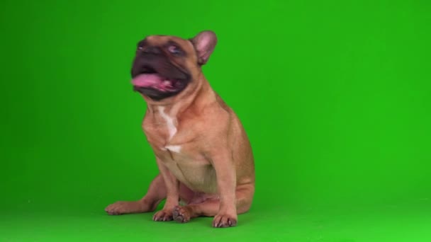 Pies Francuski Buldog Szczeniak Zielonym Tle Ekran Wideo Chromakey — Wideo stockowe