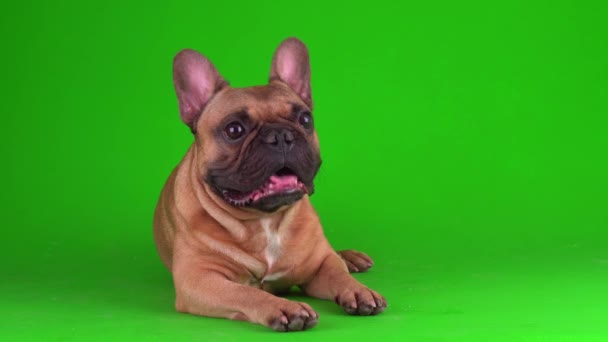 Cane Francese Bulldog Cucciolo Uno Schermo Sfondo Verde Video Chromakey — Video Stock