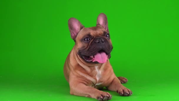 Hund Französische Bulldogge Welpe Auf Einem Grünen Hintergrund Bildschirm Video — Stockvideo