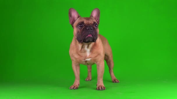 Dog Fransk Bulldog Valp Grön Bakgrundsskärm Video Chromakey — Stockvideo