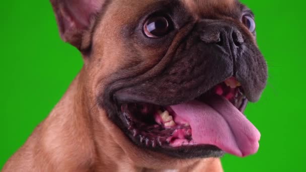 Cão Francês Bulldog Filhote Cachorro Uma Tela Fundo Verde Vídeo — Vídeo de Stock
