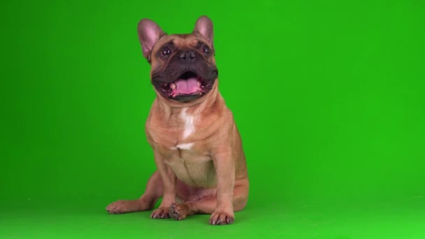 Perro Bulldog Francés Cachorro Una Pantalla Fondo Verde Video Chromakey — Vídeo de stock