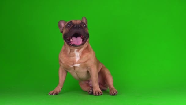 Perro Bulldog Francés Cachorro Una Pantalla Fondo Verde Video Chromakey — Vídeos de Stock