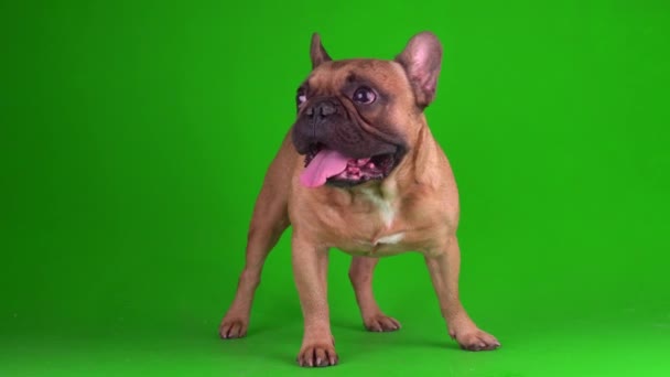 Perro Bulldog Francés Cachorro Una Pantalla Fondo Verde Video Chromakey — Vídeo de stock