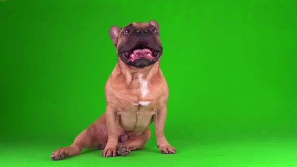 Pies Francuski Buldog Szczeniak Zielonym Tle Ekran Wideo Chromakey — Wideo stockowe
