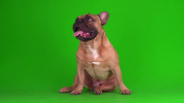 Kutya Francia Bulldog Kiskutya Egy Zöld Háttér Képernyőn Videó Chromakey — Stock videók