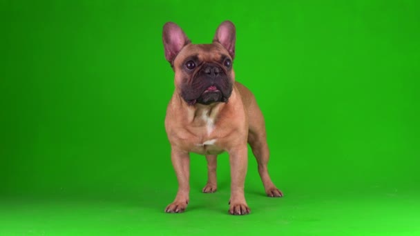 Dog Franse Bulldog Puppy Een Groene Achtergrond Scherm Video Chromakey — Stockvideo