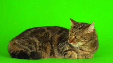 Yeşil arka planda gri bengal mestizo kedi 4K video ekranda.