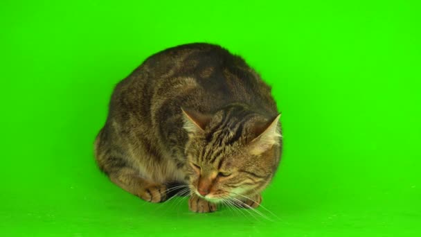 Gray Bengal Mestizo Cat Green Background Video Screen — 비디오