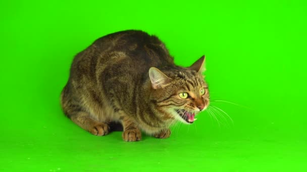 Gato Mestizo Bengala Gris Sobre Fondo Verde Pantalla Vídeo — Vídeos de Stock