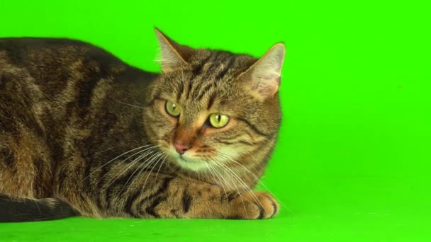 Šedý Bengálský Mestizo Kočka Zeleném Pozadí Video Obrazovka — Stock video