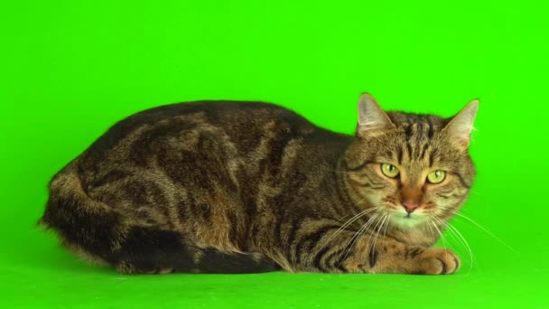 Gato Mestizo Bengala Gris Sobre Fondo Verde Pantalla Vídeo — Vídeos de Stock