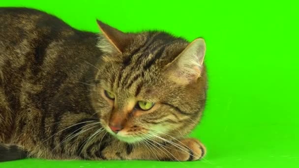 Szary Bengalski Kot Mestizo Zielonym Tle Ekran Wideo — Wideo stockowe
