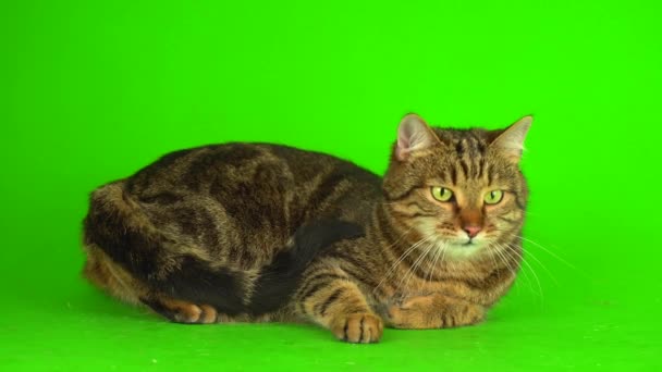 绿色背景4K视频屏幕上的灰斑纹猫 — 图库视频影像