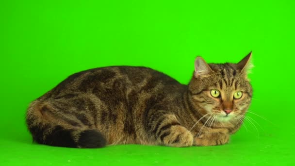 Gray Bengal Mestizo Cat Green Background Video Screen — 비디오