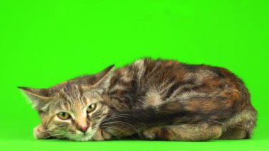 Yeşil arka planda gri kedi.