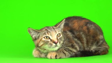 Yeşil arka planda gri kedi.