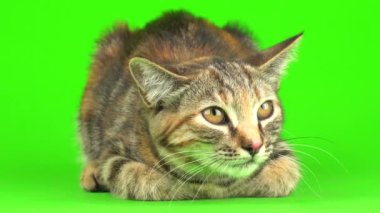 Yeşil arka planda gri kedi.