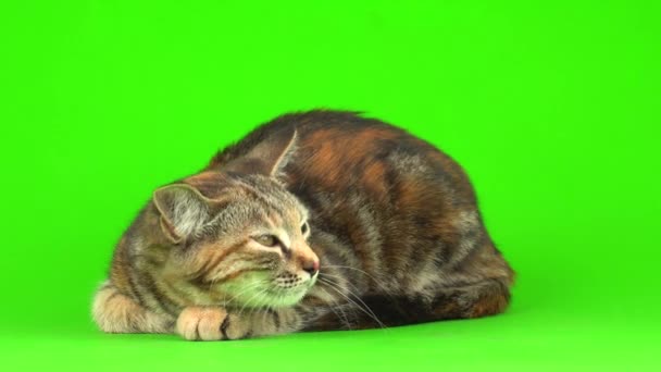 Серый Кот Зеленом Фоне — стоковое видео