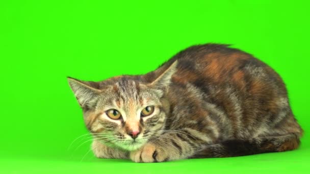 Gatto Grigio Uno Schermo Sfondo Verde — Video Stock