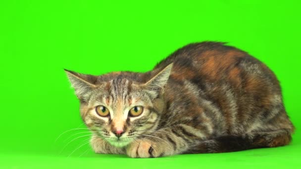 Серый Кот Зеленом Фоне — стоковое видео