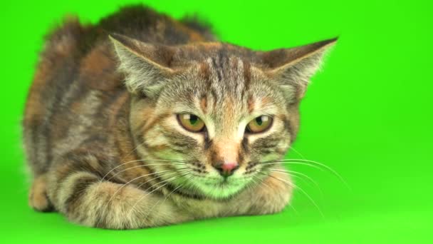 灰色的猫在绿色的背景屏幕上 — 图库视频影像