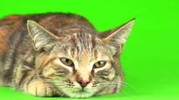 Γκρι Γάτα Μια Πράσινη Οθόνη Φόντου — Αρχείο Βίντεο