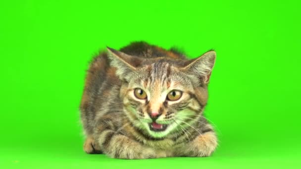 Szary Kot Zielonym Tle Ekranu — Wideo stockowe