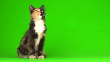 Yeşil arka planda tüylü oynayan kedi yavruları. 4K video ekranı..