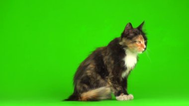 Yeşil arka planda tüylü oynayan kedi yavruları. 4K video ekranı..