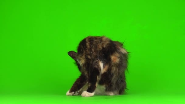 Kotek Kociaki Grać Puszyste Zielonym Tle Wideo Ekran — Wideo stockowe