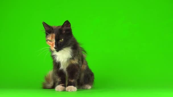 Cat Kittens Kitten Playing Fluffy Green Background Video Screen — Stock Video